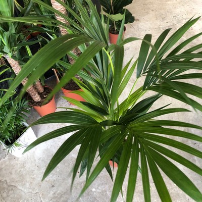 Kentia Palm