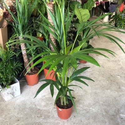 Kentia Palm