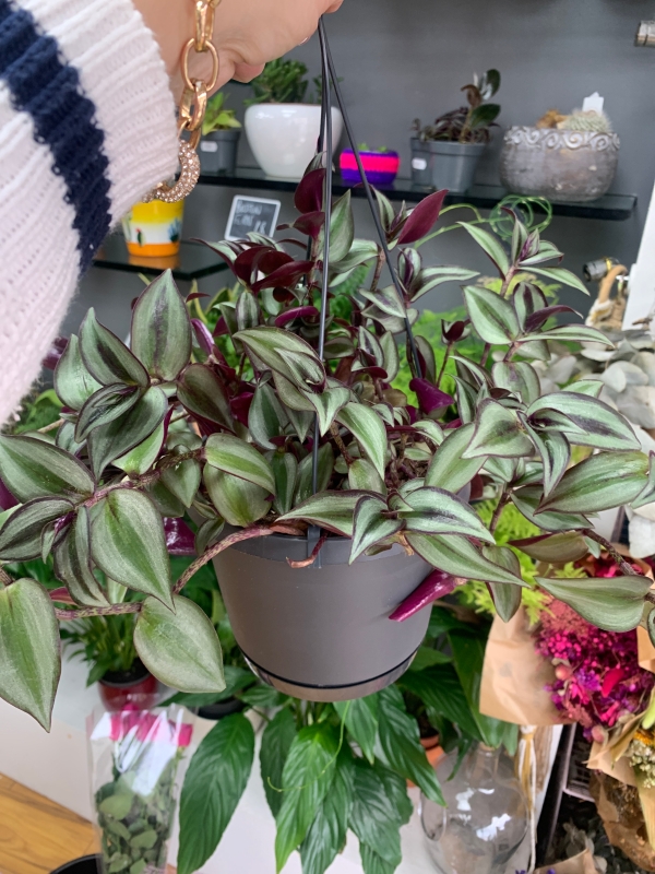 Medium Tradescantia House Plant hanging pot
