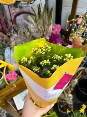 Yellow kalanchoe plant