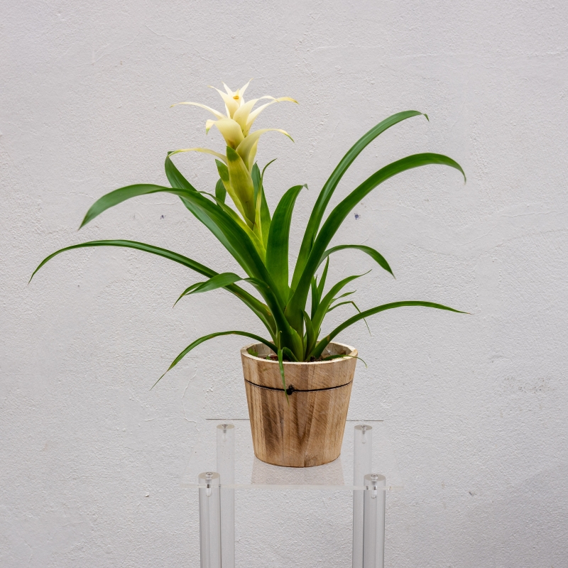 Bromeliad plant – buy online or call 028 95433880