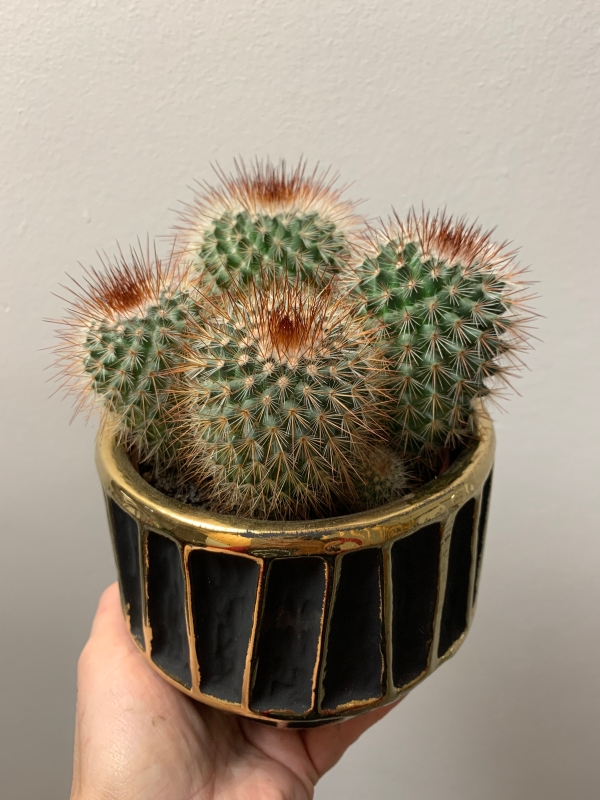 Cactus is trendy pot