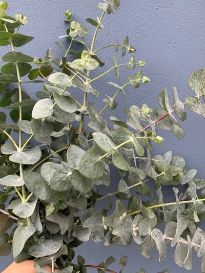 Hand tied Eucalyptus bouquet