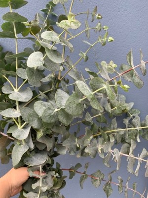 Hand tied Eucalyptus bouquet