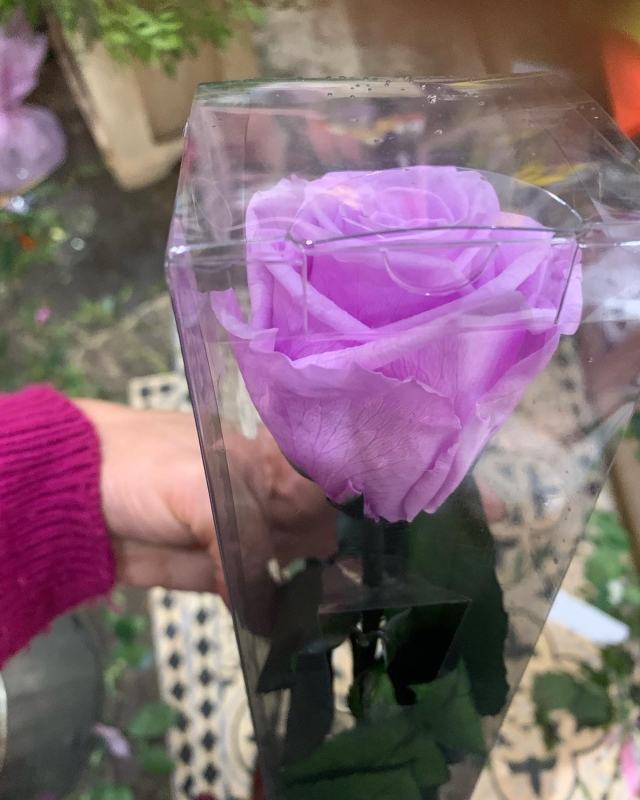Lilac preserved single boxed rose