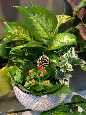 Medium Christmas indoor planter