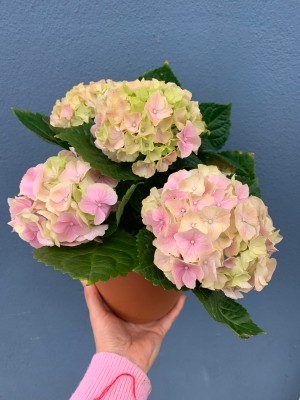 Pink hydrangea in terracotta pot