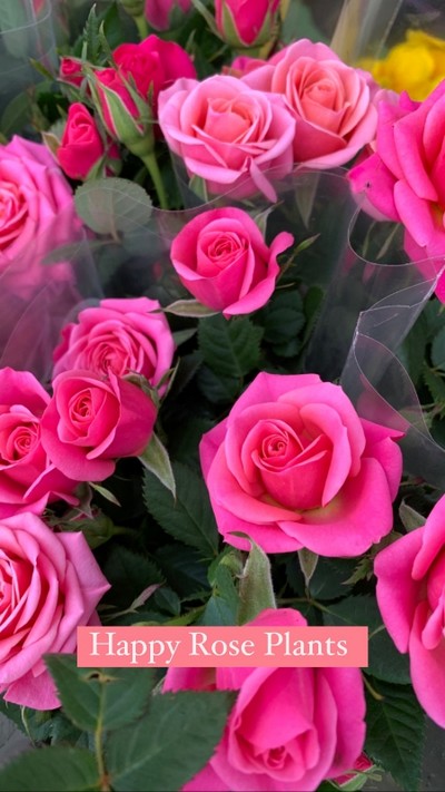 Pink Rose  plant