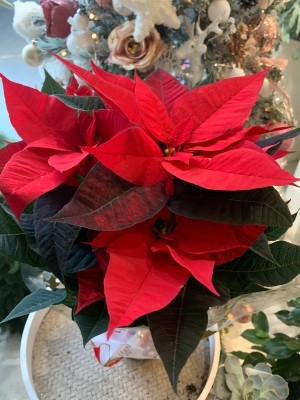 Poinsettia plant Red or white