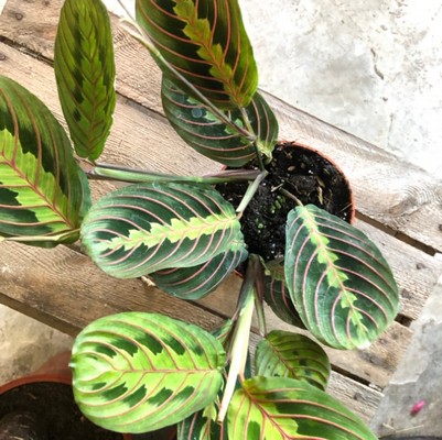 Prayer Plant