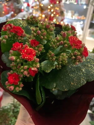 Red Sparkle Medium Kalancheo plant