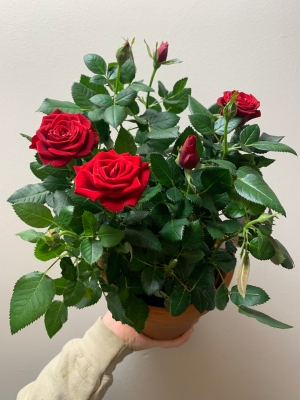 Rose plant in a terracotta pot