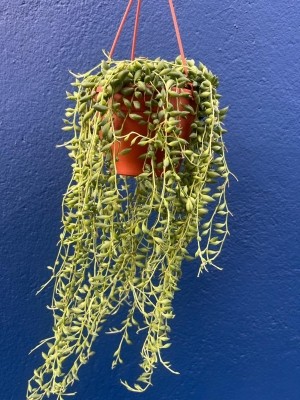 Senecio the tear drop plant