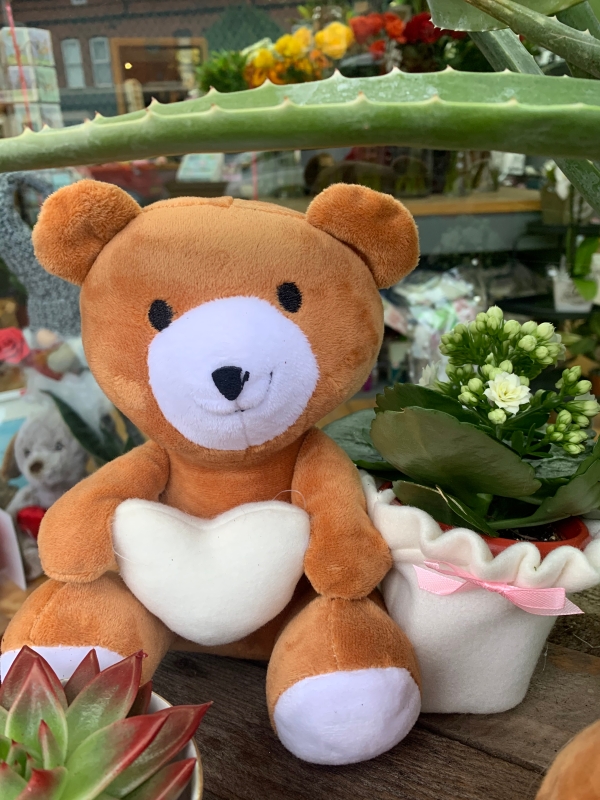 Valentines teddy with plant