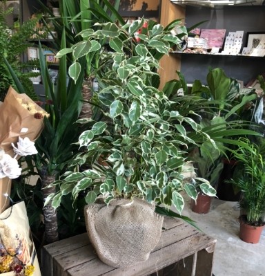 Variegated Ficus