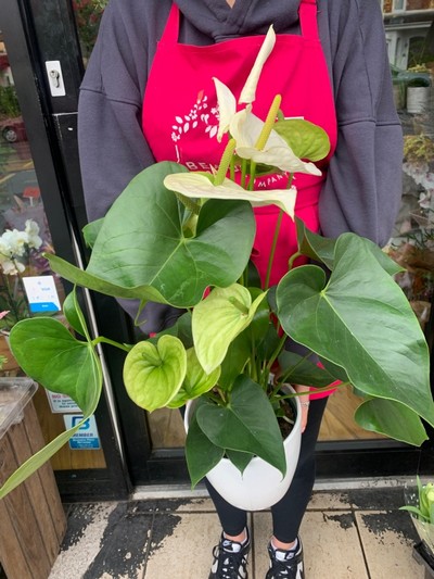 White anthurium plant Large