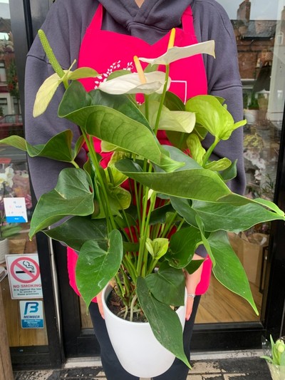 White anthurium plant Large