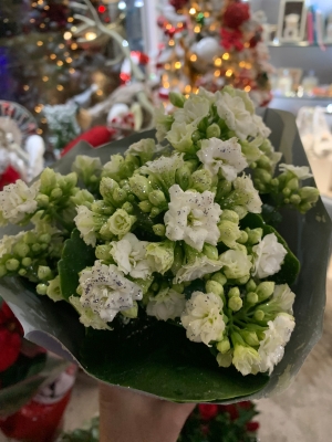 White kalanchoe sparkle medium plant