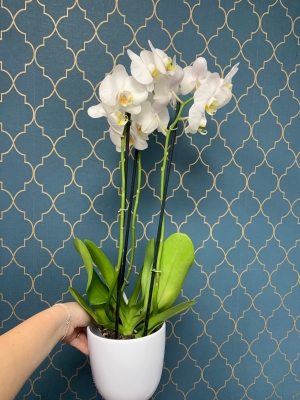 White orchid in pot