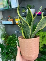Small sansevieria in pot