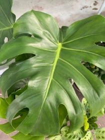 Large Monstera Plant