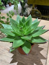 Echeveria  Succulent