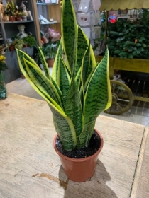 Small Black and Gold Sansevieria