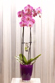 Pretty in Pink Orchid