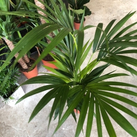 Kentia Palm