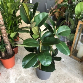 Large Rubber Plant