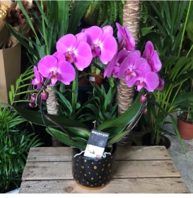 Circular Potted Orchid