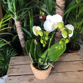 Orchid in Reed Baskets