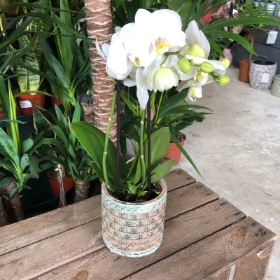 White Phalaenopsis Potted Orchid