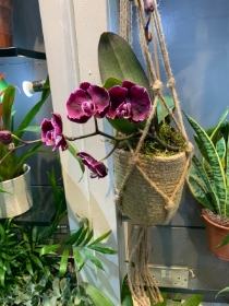 Hanging Orchid Planter