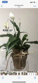 Peace Lily