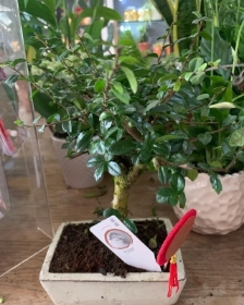 Bonsai Tree