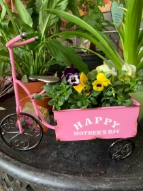 Pink bike planter with violas