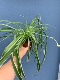Spider plant medium