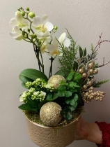 Medium orchid arrangement