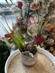 Air Plant Arrangement