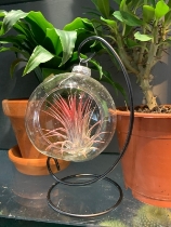 Air plant bauble