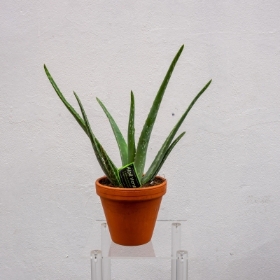 Aloe Vera Plant