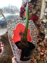 Amaryllis