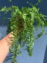 Boston fern medium sized