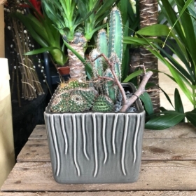 Cactus Arrangement