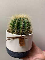 Cactus in attractive ceramic pot