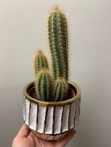 Cactus is trendy pot