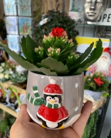 Christmas Kalancheo plant