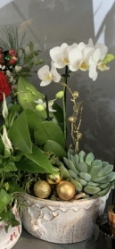 Christmas Orchid arrangements