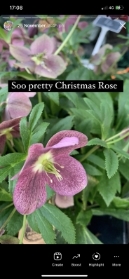 Christmas rose burgundy